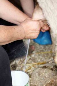 Milking the Family Cow Image